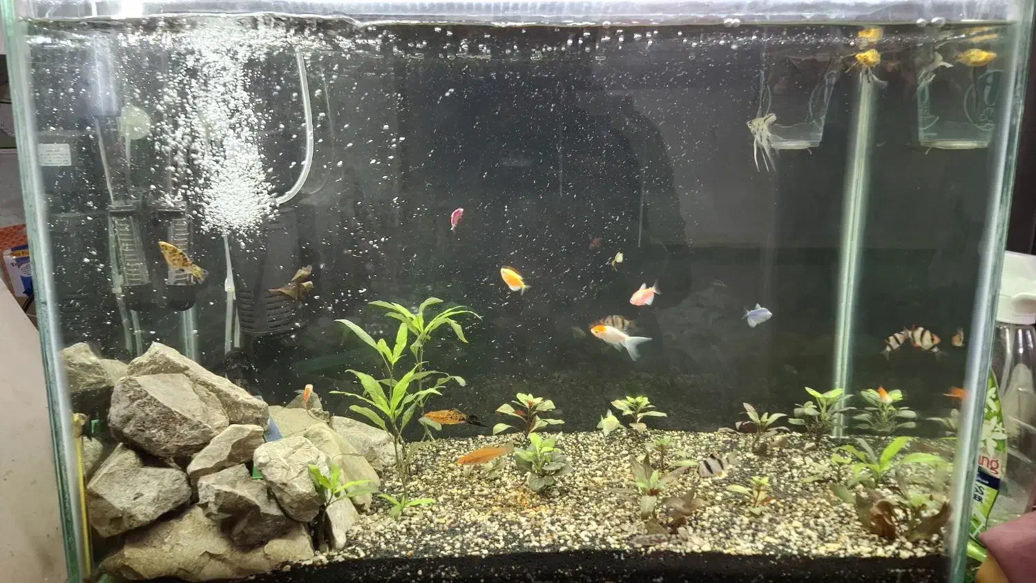 اکواریوم ماهی|ماهی|دوگنبدان, |دیوار