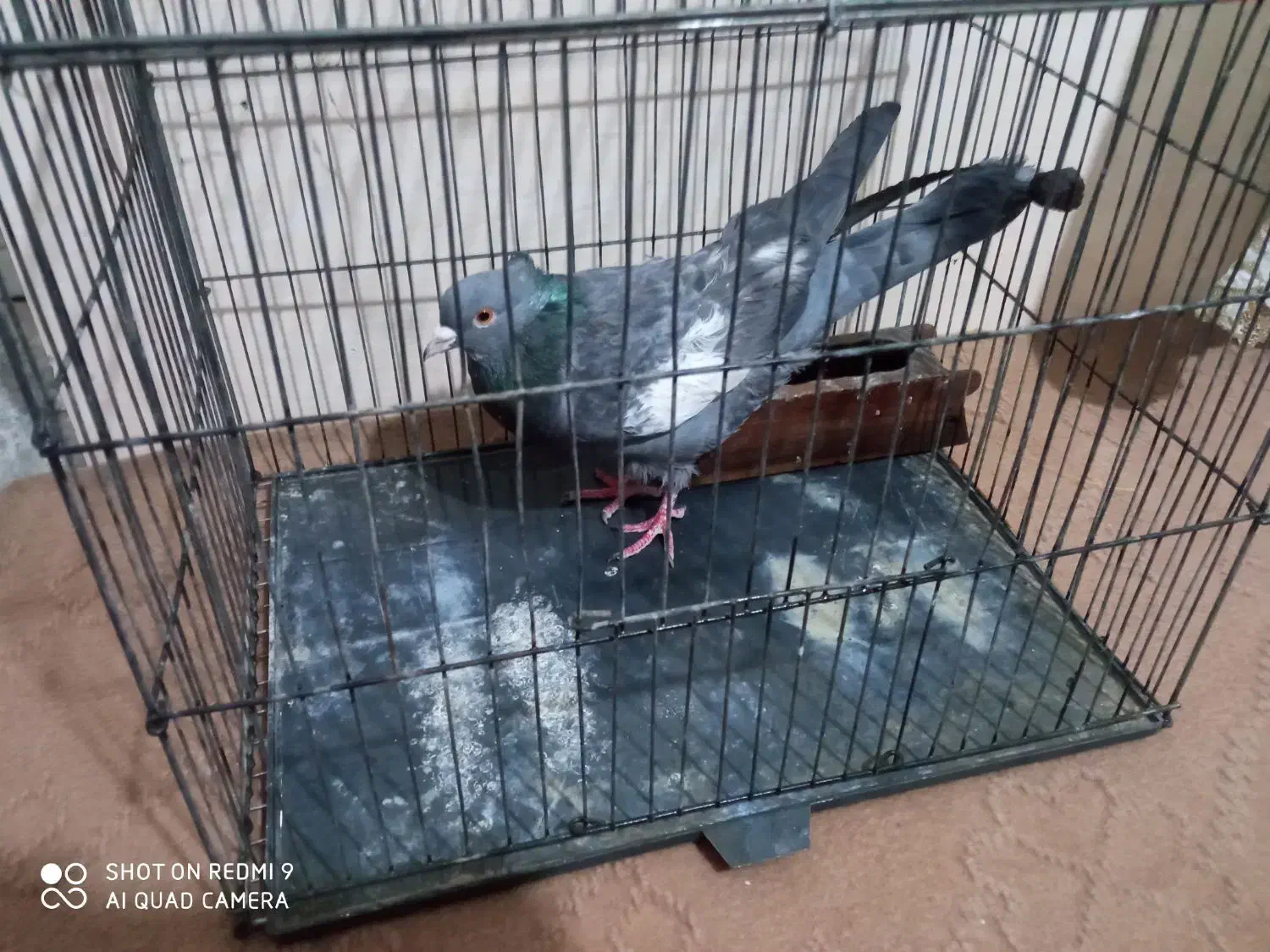 کفتر سرک  سبز|پرنده|شیراز, شاپورجان|دیوار