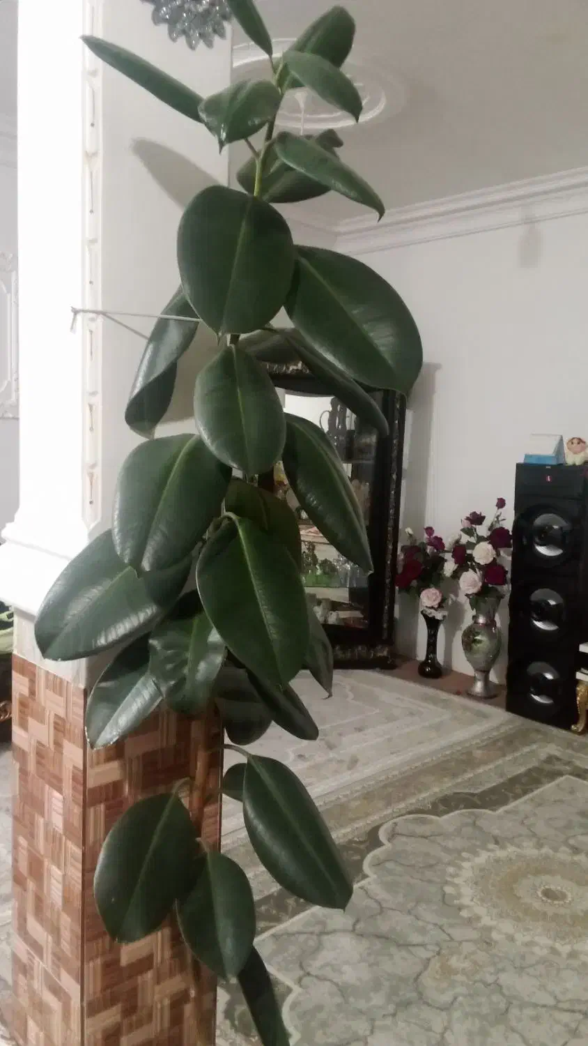 گل طبیعی|گل و گیاه طبیعی|شوط, |دیوار