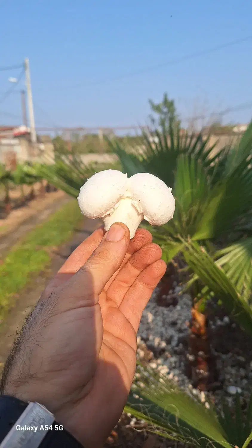 نیروی کار ساده (آقا) در تولیدی قارچ|استخدام صنعتی، فنی، مهندسی|املش, |دیوار