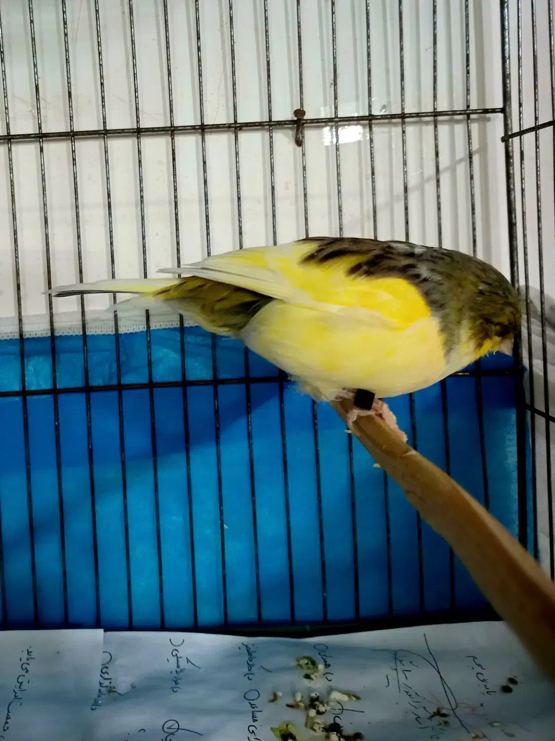 قناری گلاستر نر و ماده|پرنده|اردبیل, |دیوار