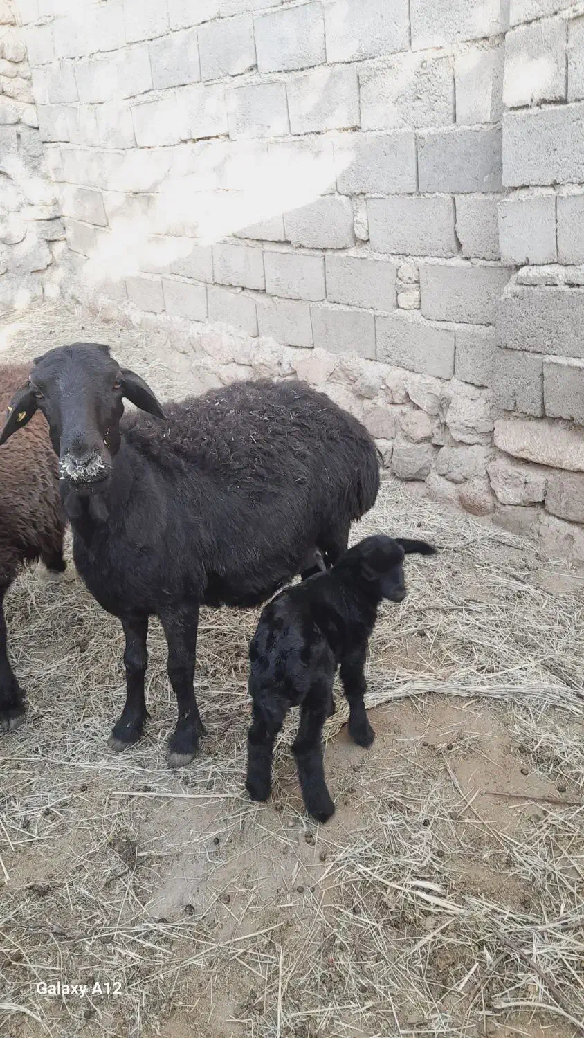 میش قره قزل|حیوانات مزرعه|ماهنشان, |دیوار