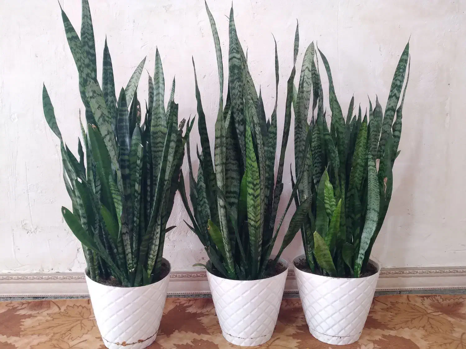 گل سانسوریا|گل و گیاه طبیعی|کوثر, |دیوار