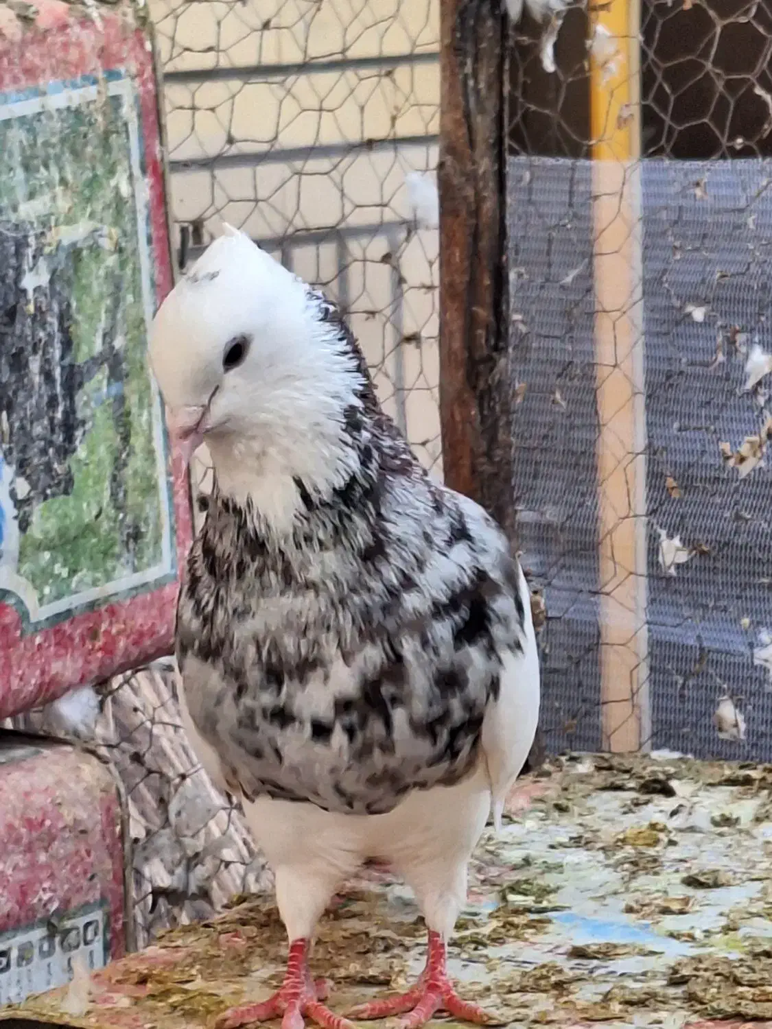 کبوتر طوقی|پرنده|مبارکه, |دیوار