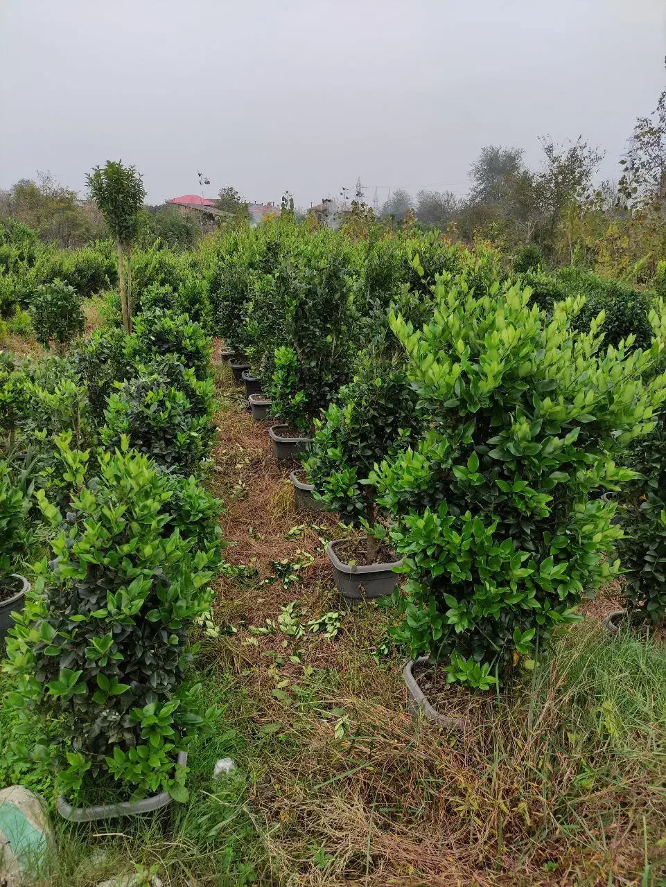 یاس هلندی سطل دوازده ده چهل سه نیم و زمینی|گل و گیاه طبیعی|چابکسر, |دیوار