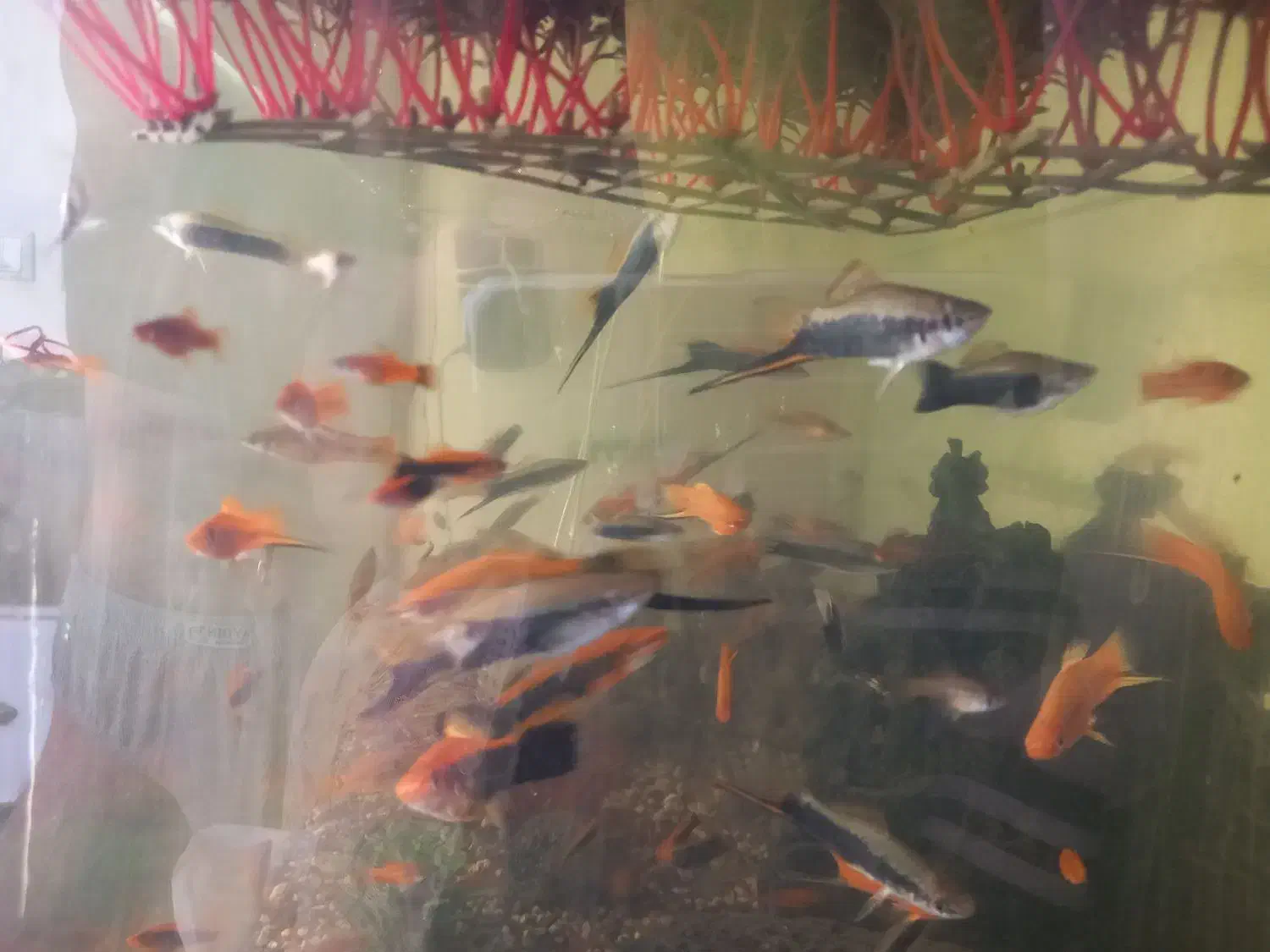 ماهی آکواریومی|ماهی|مشهد, گنبدواز|دیوار