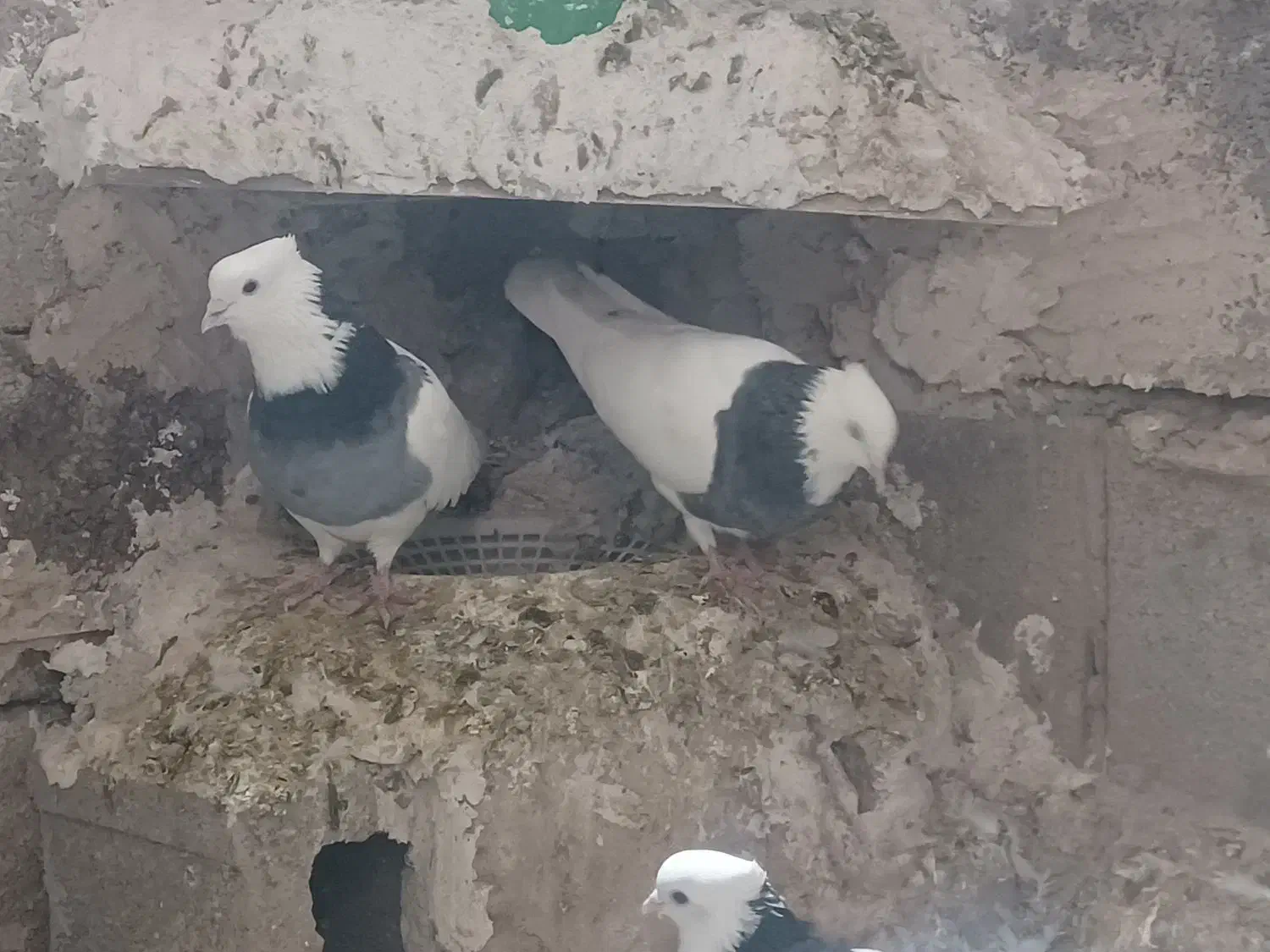 کبوتر|پرنده|کرمانشاه, |دیوار