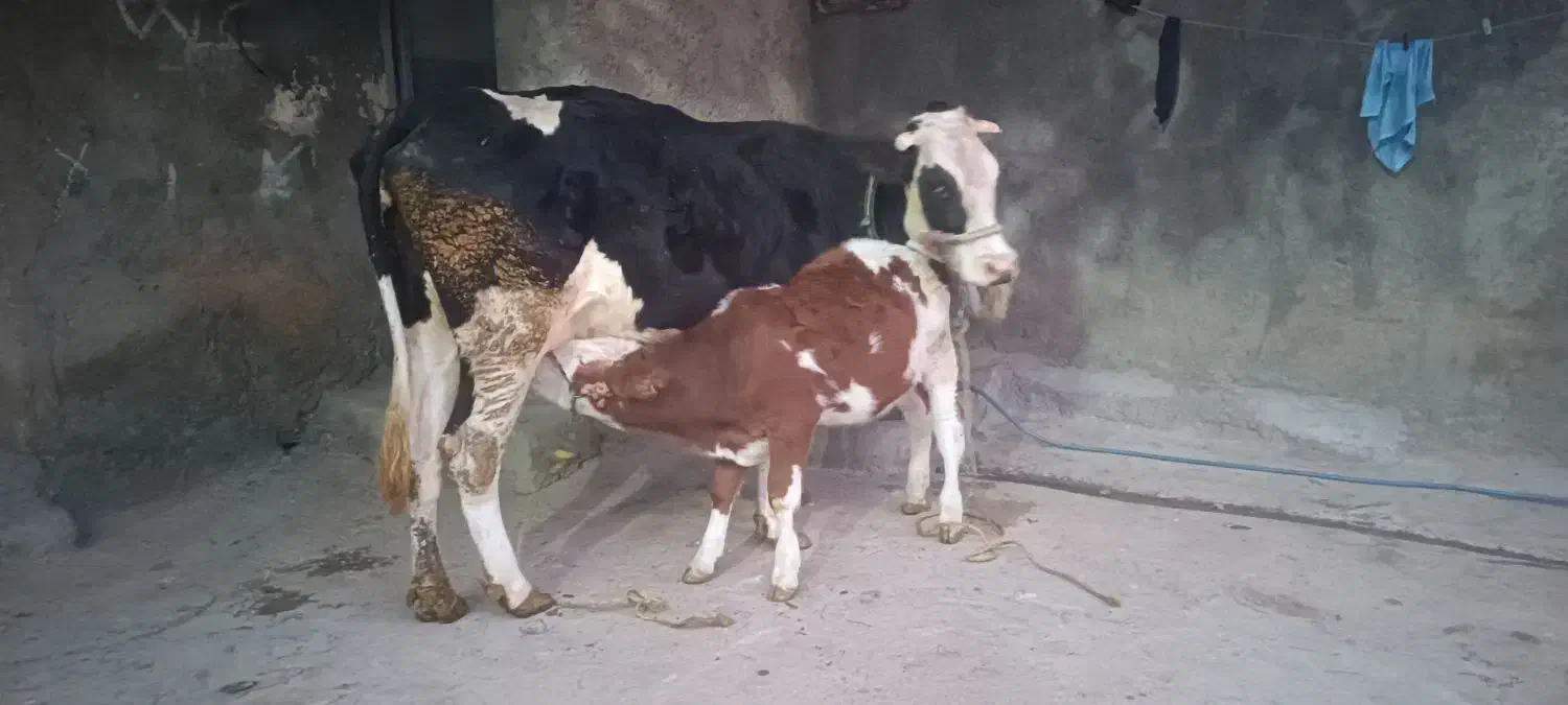 گاو گوساله ماده|حیوانات مزرعه|الیگودرز, |دیوار