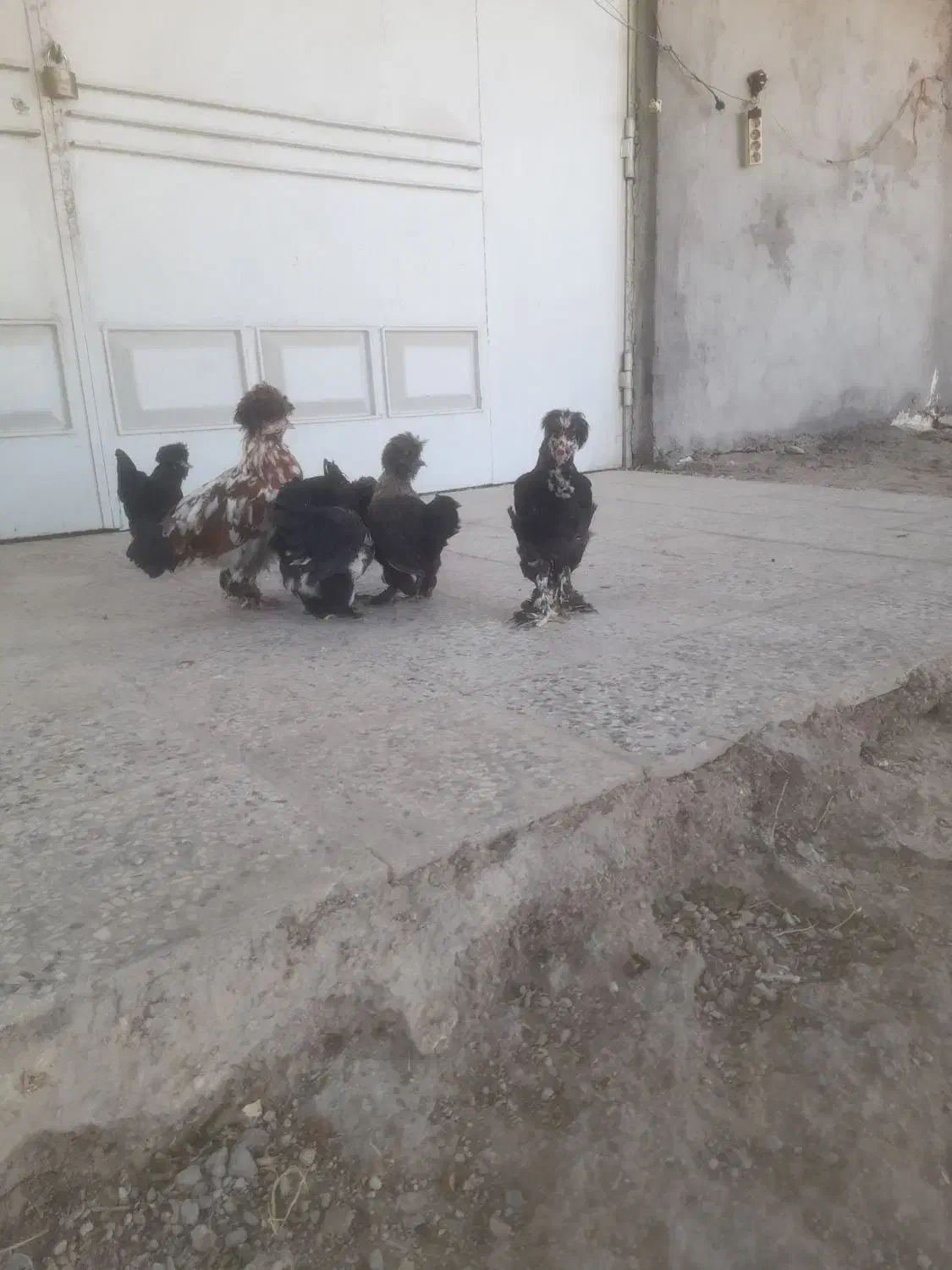 مرغ عثمانی|حیوانات مزرعه|اندیمشک, |دیوار