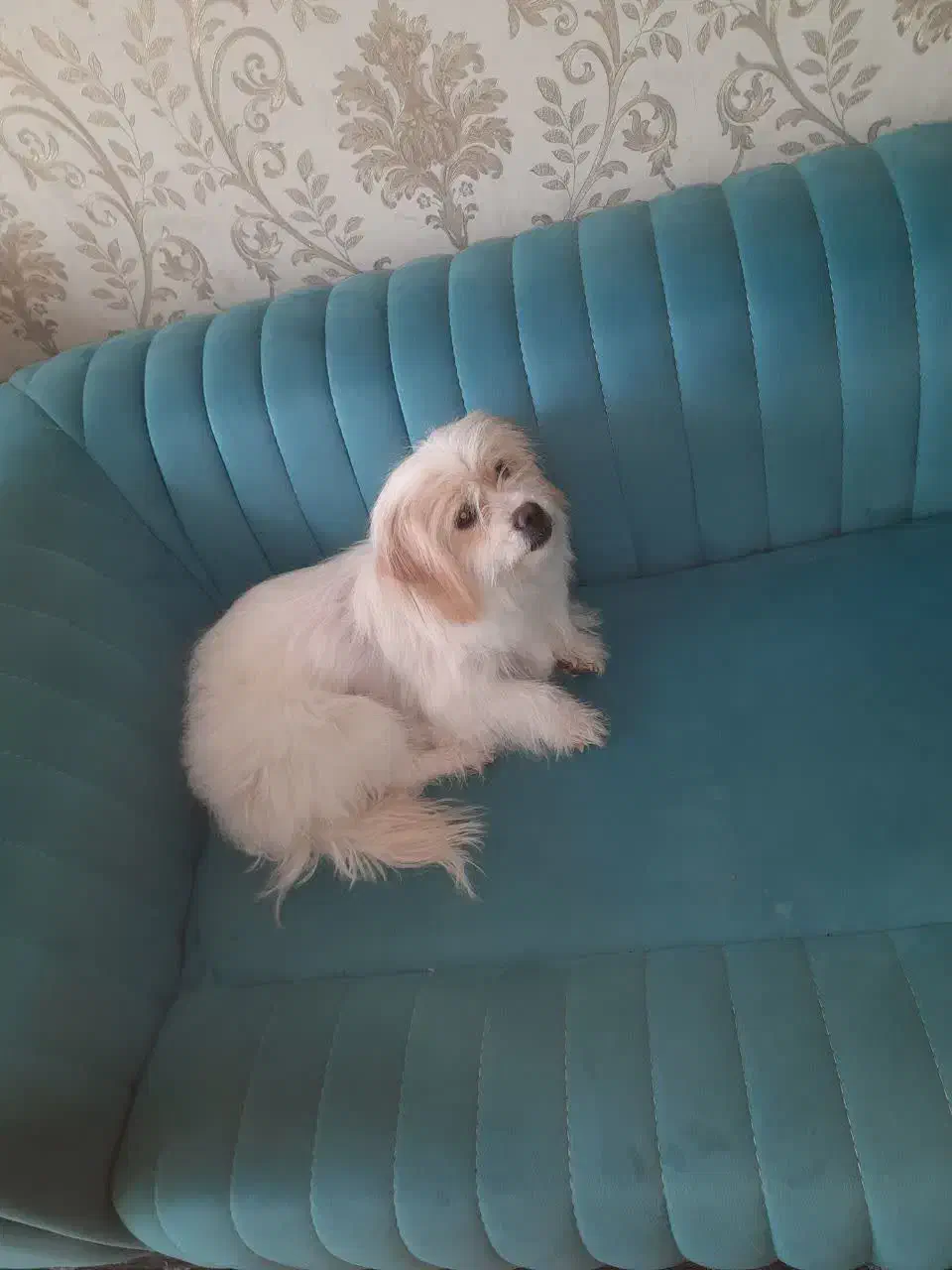 فروش سگ خانگی تربیت شده|سگ|فولادشهر, C1|دیوار