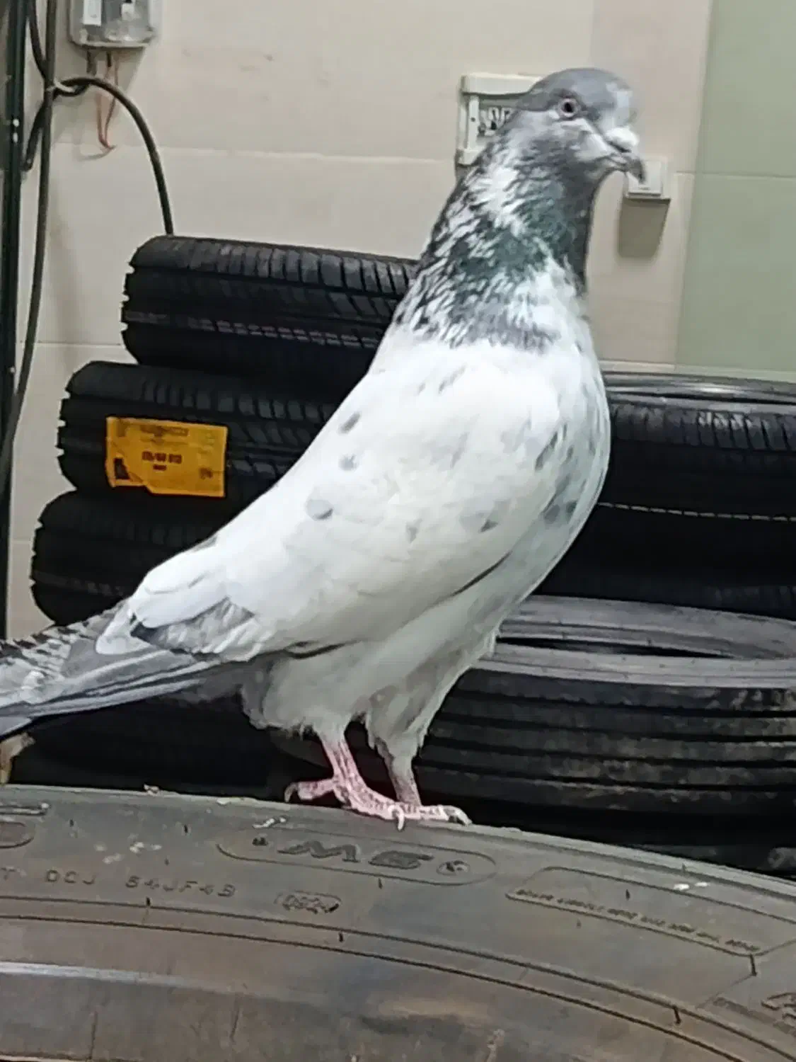 کبوتر پرشی|پرنده|خرمدره, |دیوار