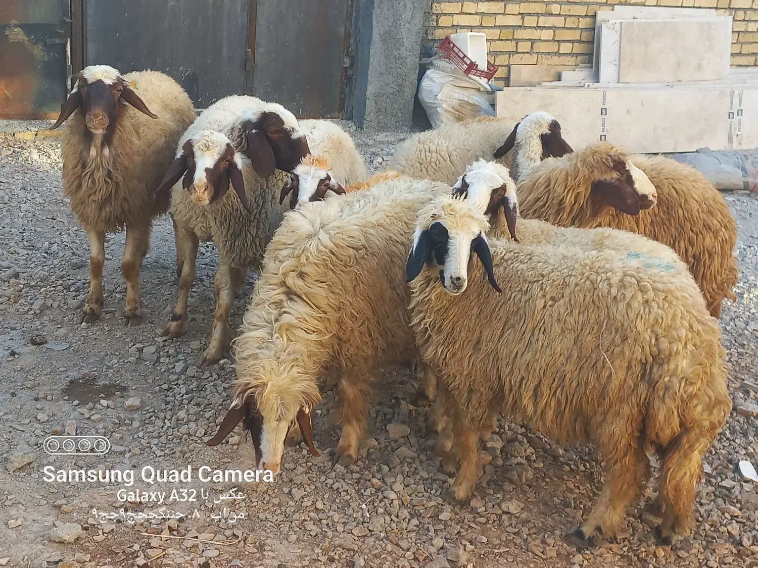 گوسفند ماده داشتی درحد شک باب داشت|حیوانات مزرعه|کوزران, |دیوار