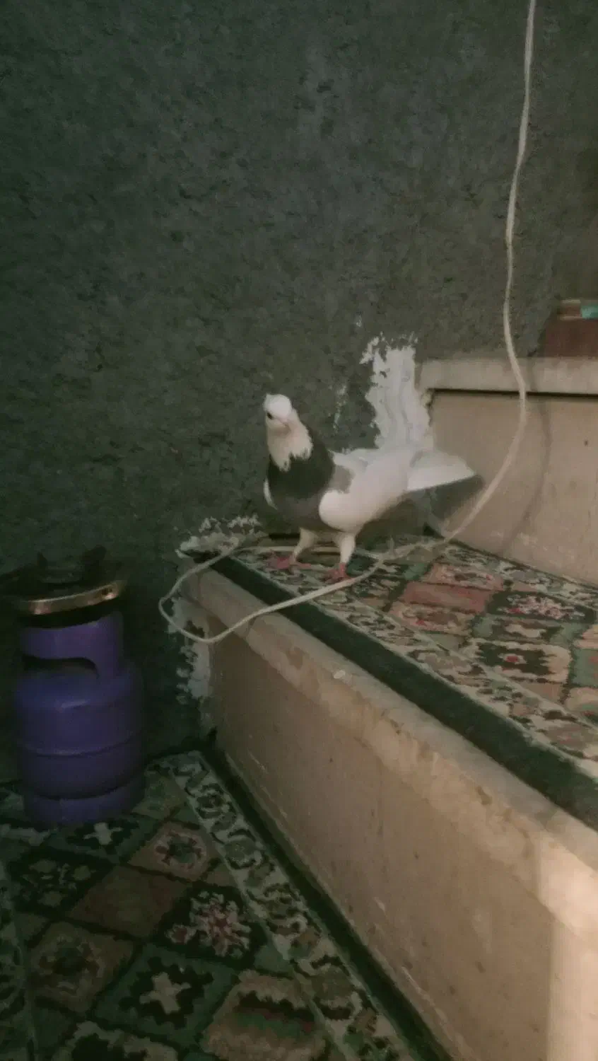 کبوتر طوقی|پرنده|صحنه, |دیوار