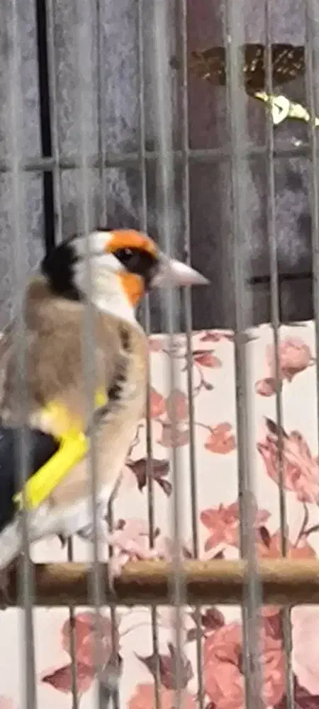 سهره زیبا خوش رخ جوجه قفس|پرنده|شهریار, شهرک شاهد|دیوار