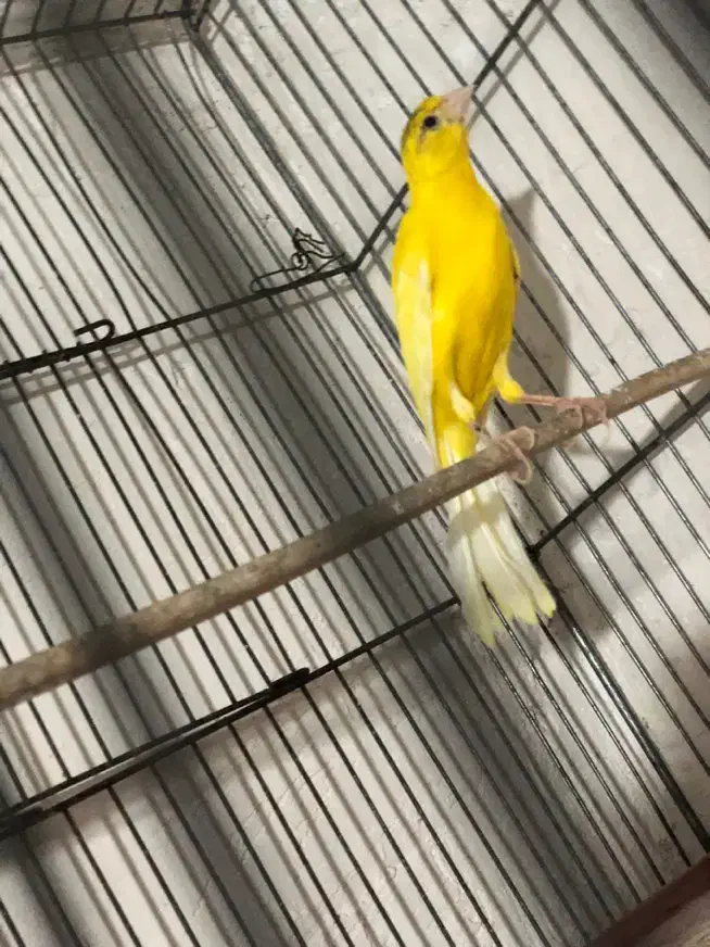 قناری طلایی نر|پرنده|فسا, |دیوار