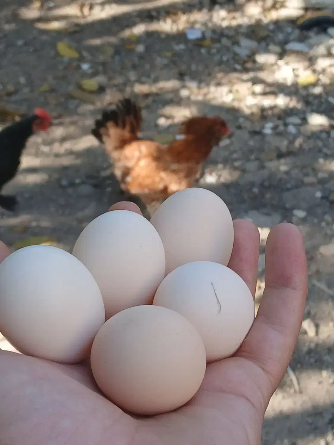 تخم مرغ تازه کوشین و مرندی|حیوانات مزرعه|خان ببین, |دیوار