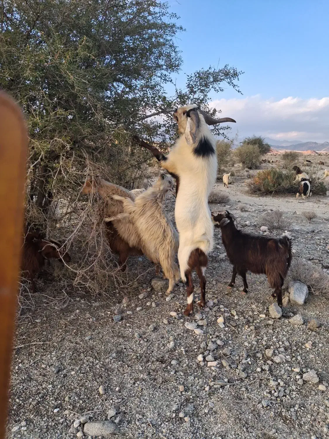 گوسفند|حیوانات مزرعه|جیرفت, |دیوار