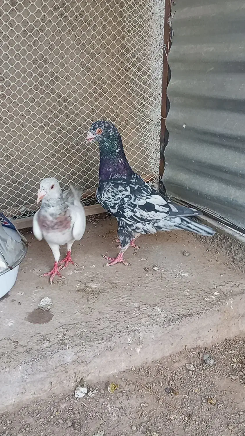 کبوتر هفرنگ|پرنده|بردسکن, |دیوار