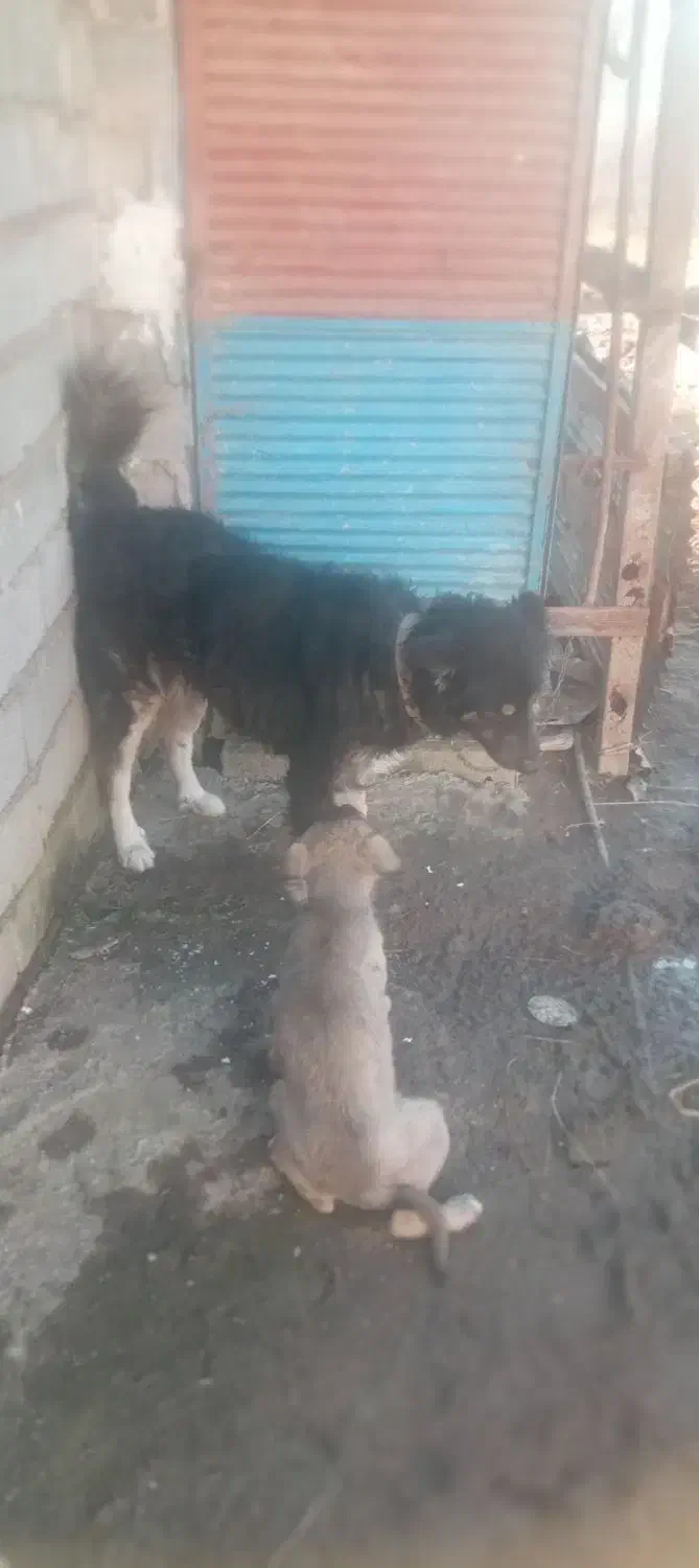 سگ سرحال و پشمالو|سگ|اطاقور, |دیوار