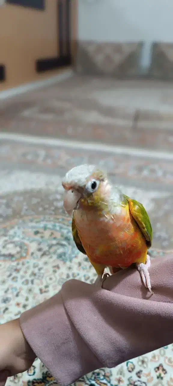 طوطیگرینچیک|پرنده|قائن, |دیوار