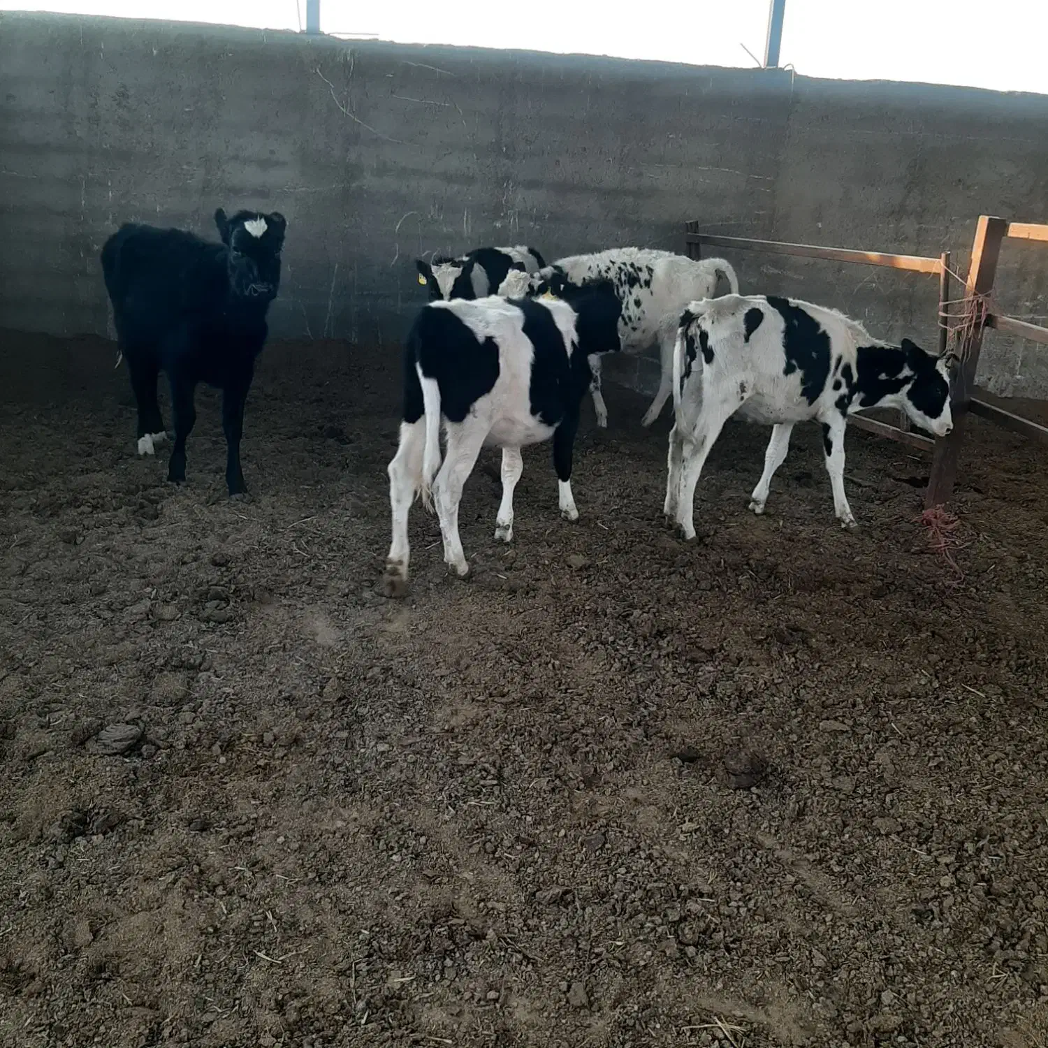 گاو گوساله|حیوانات مزرعه|درودزن, |دیوار