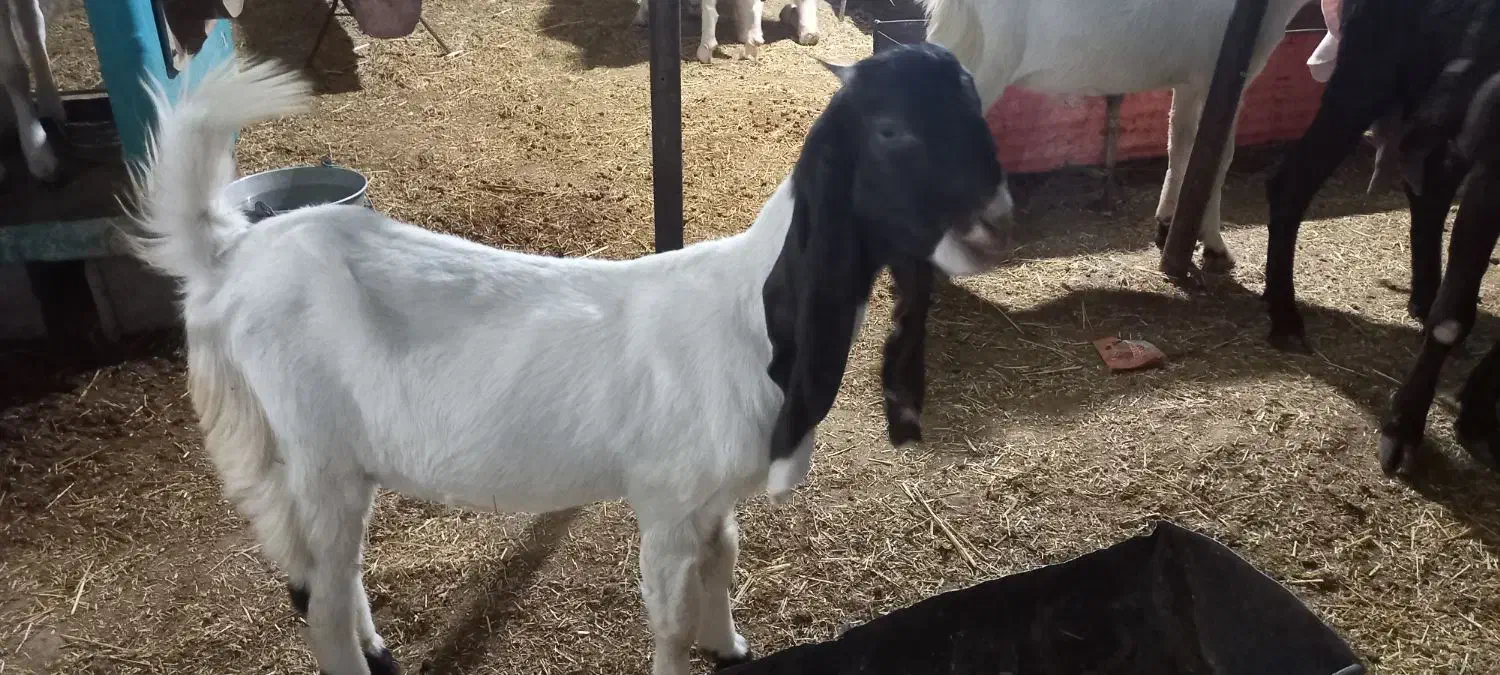 بز گلابی|حیوانات مزرعه|باغ ملک, |دیوار