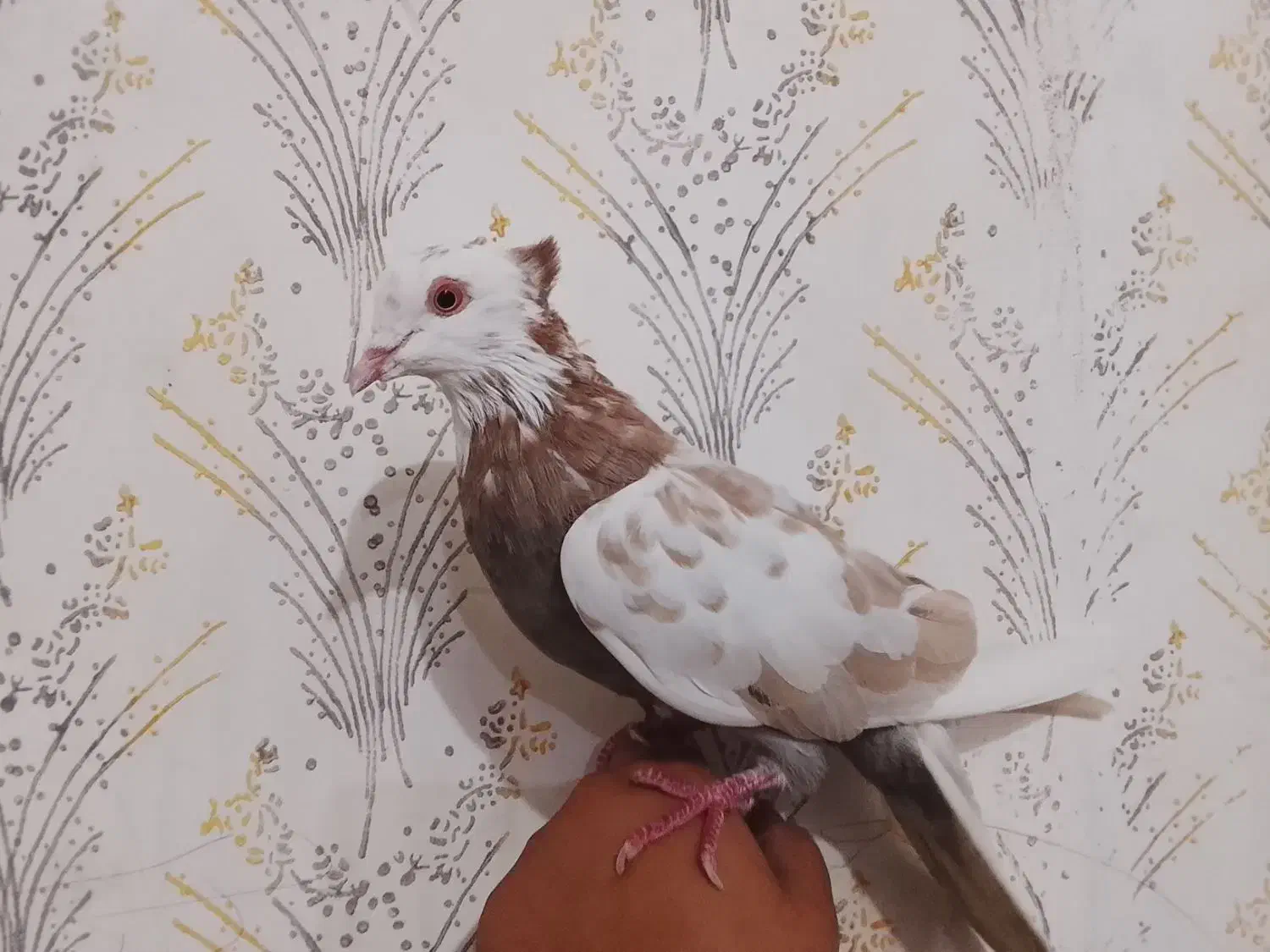 پرندگان|پرنده|دهلران, |دیوار