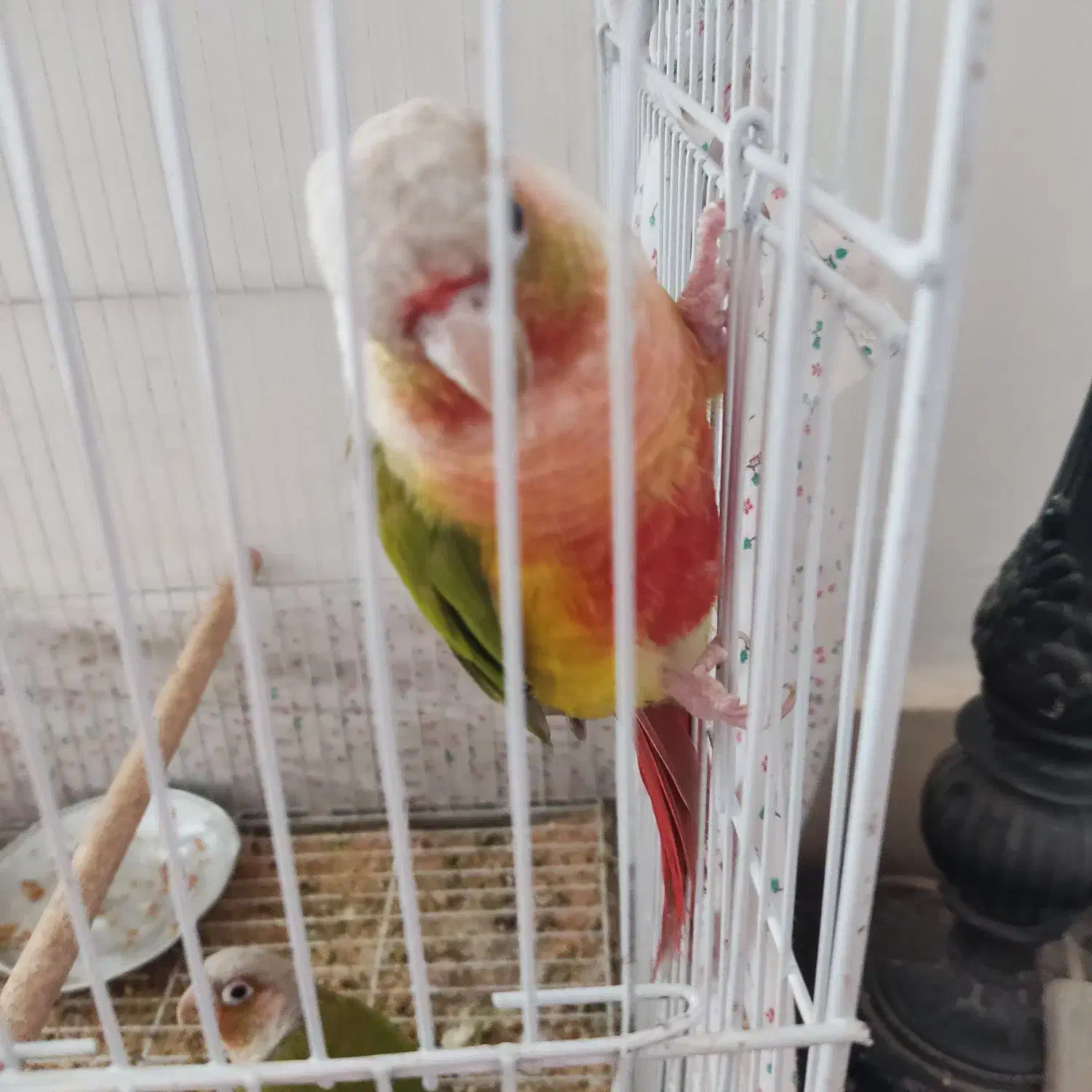 یک جفت گرینچیگ مولد و صحبتی|پرنده|کاشمر, |دیوار