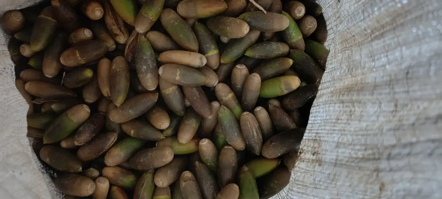 بلوط|خوردنی و آشامیدنی|کوهدشت, |دیوار