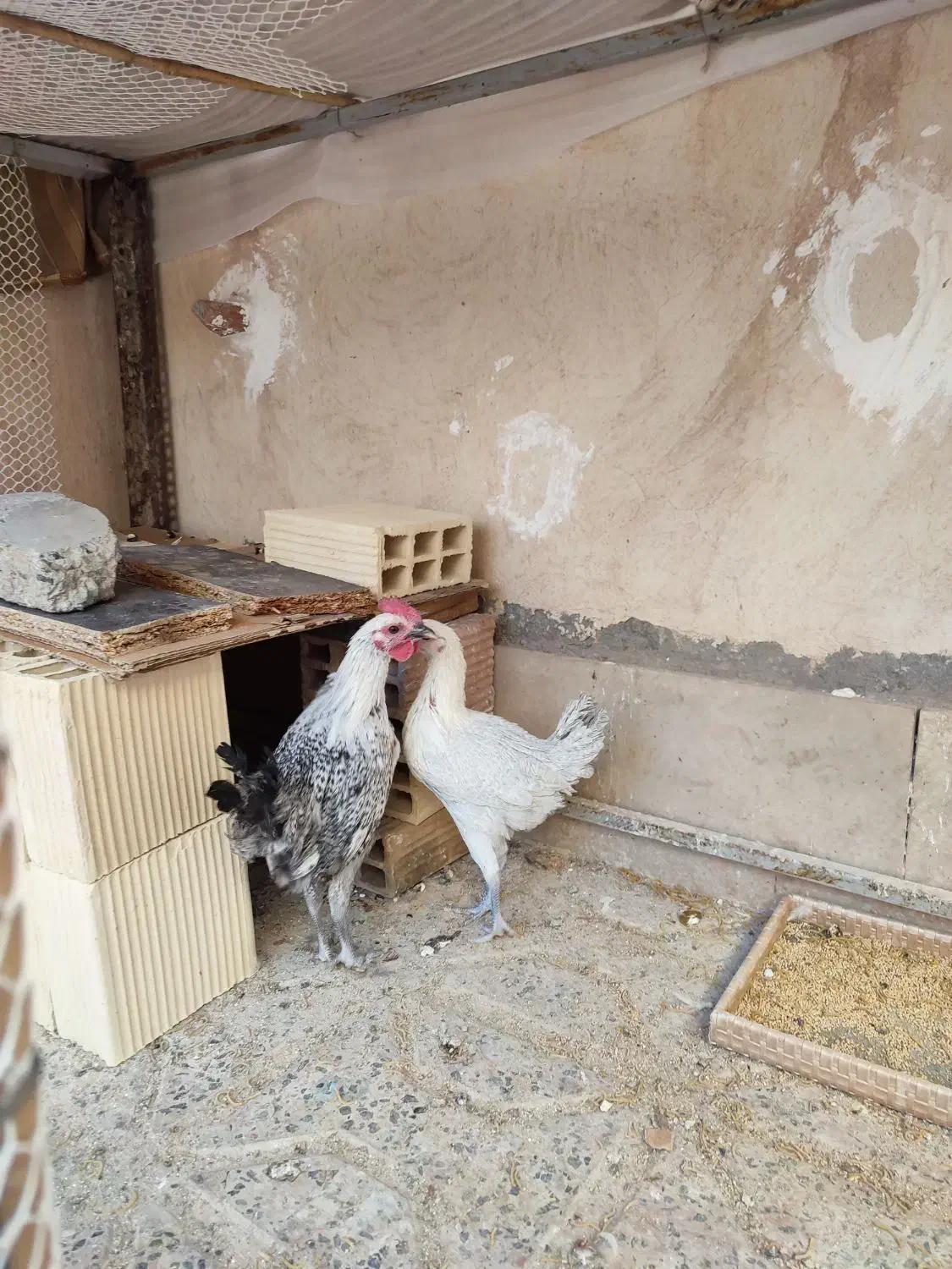 مرغ و خروس نژاد اصیل|حیوانات مزرعه|بیرجند, |دیوار