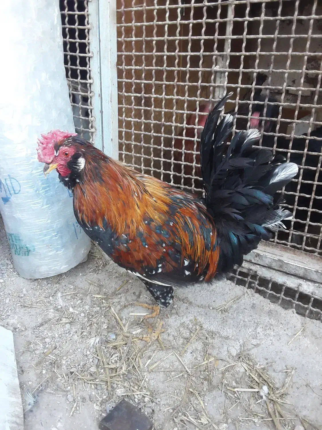 سلطان وگلین|حیوانات مزرعه|قم, پامنار|دیوار