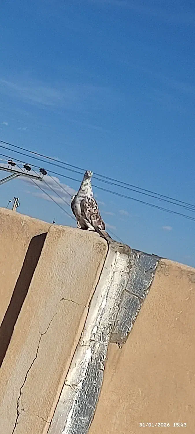 کفتر گم کردم|حیوانات|نجفآباد, گلدشت|دیوار