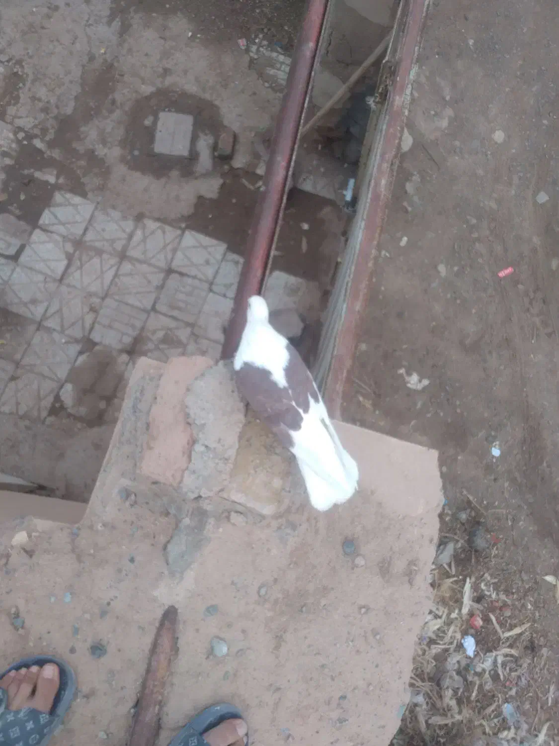 کبوتر پشت|پرنده|نیشابور, ریوند|دیوار