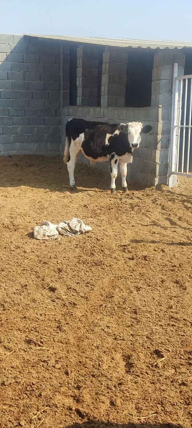 گوساله|حیوانات مزرعه|خورموج, |دیوار