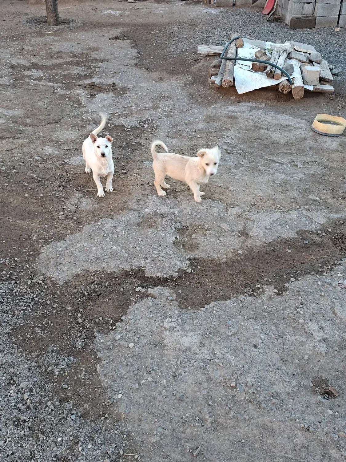 پاکوتاه بوبی|سگ|تبریز, |دیوار