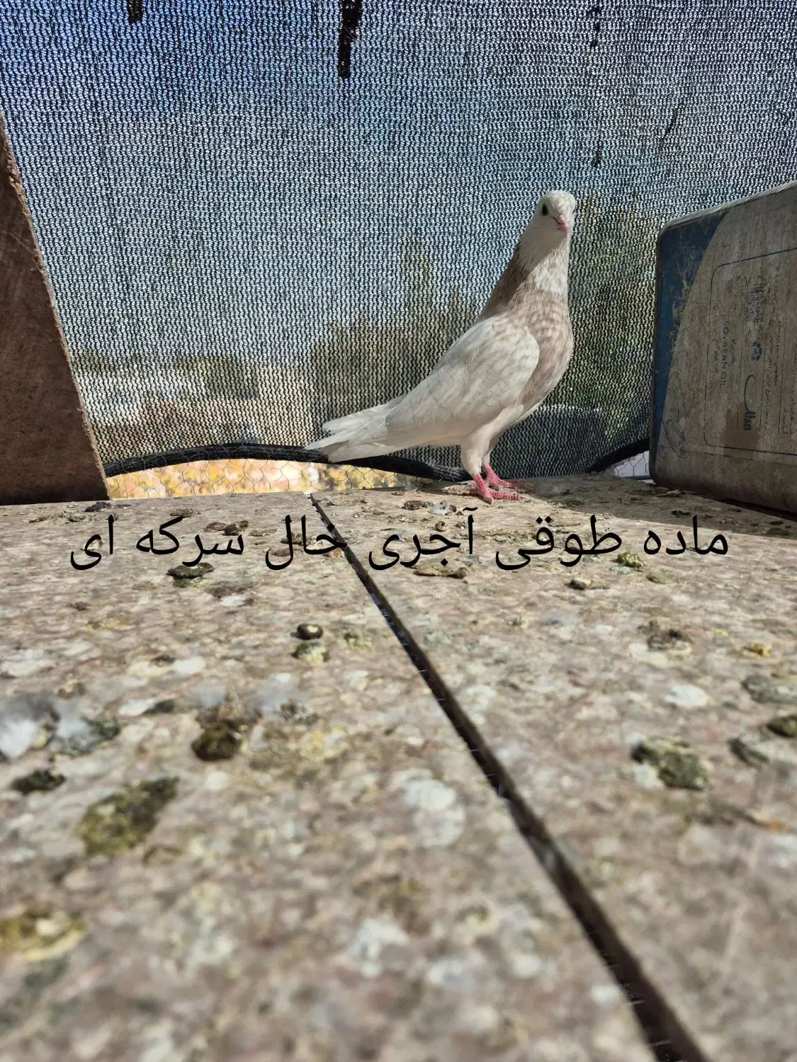 کبوتر . طوقی .دم سفید.سفید نوک ریز|پرنده|خمینیشهر, |دیوار