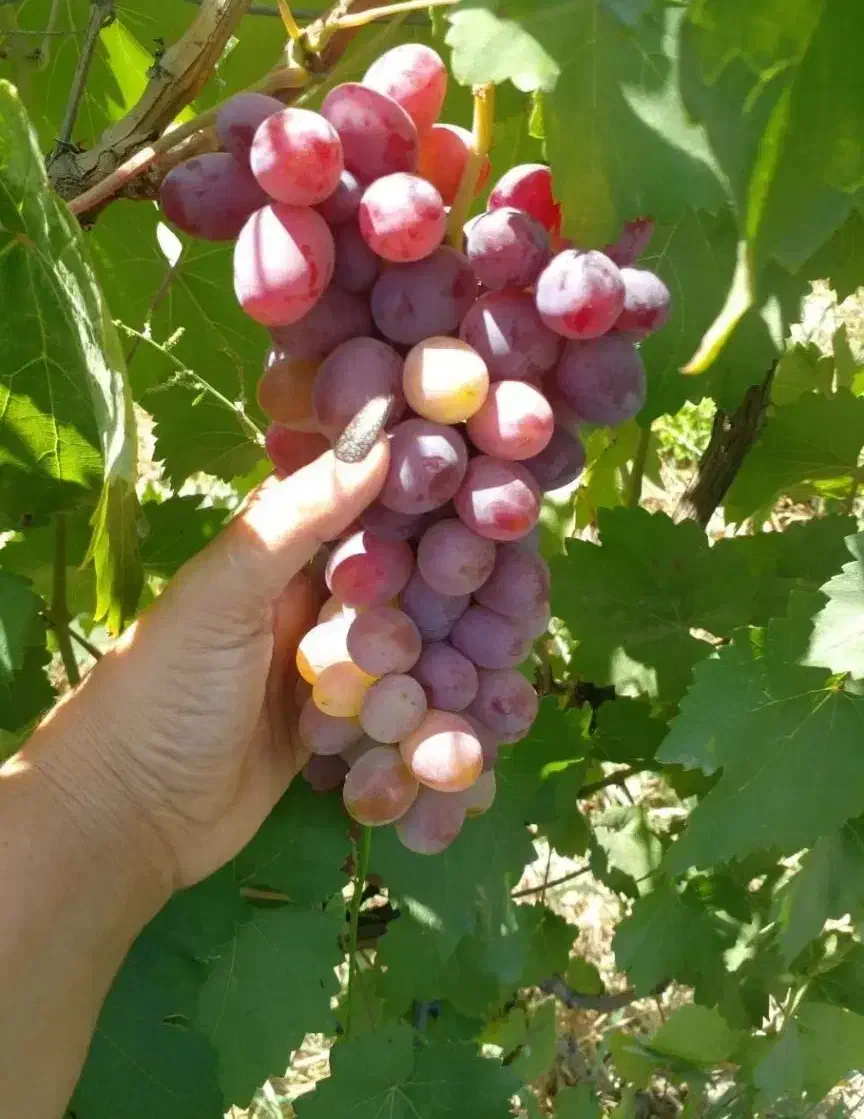 نهالستان عرضه انواع نهال های با کیفیت|خدمات باغبانی و درختکاری|بوکان, |دیوار