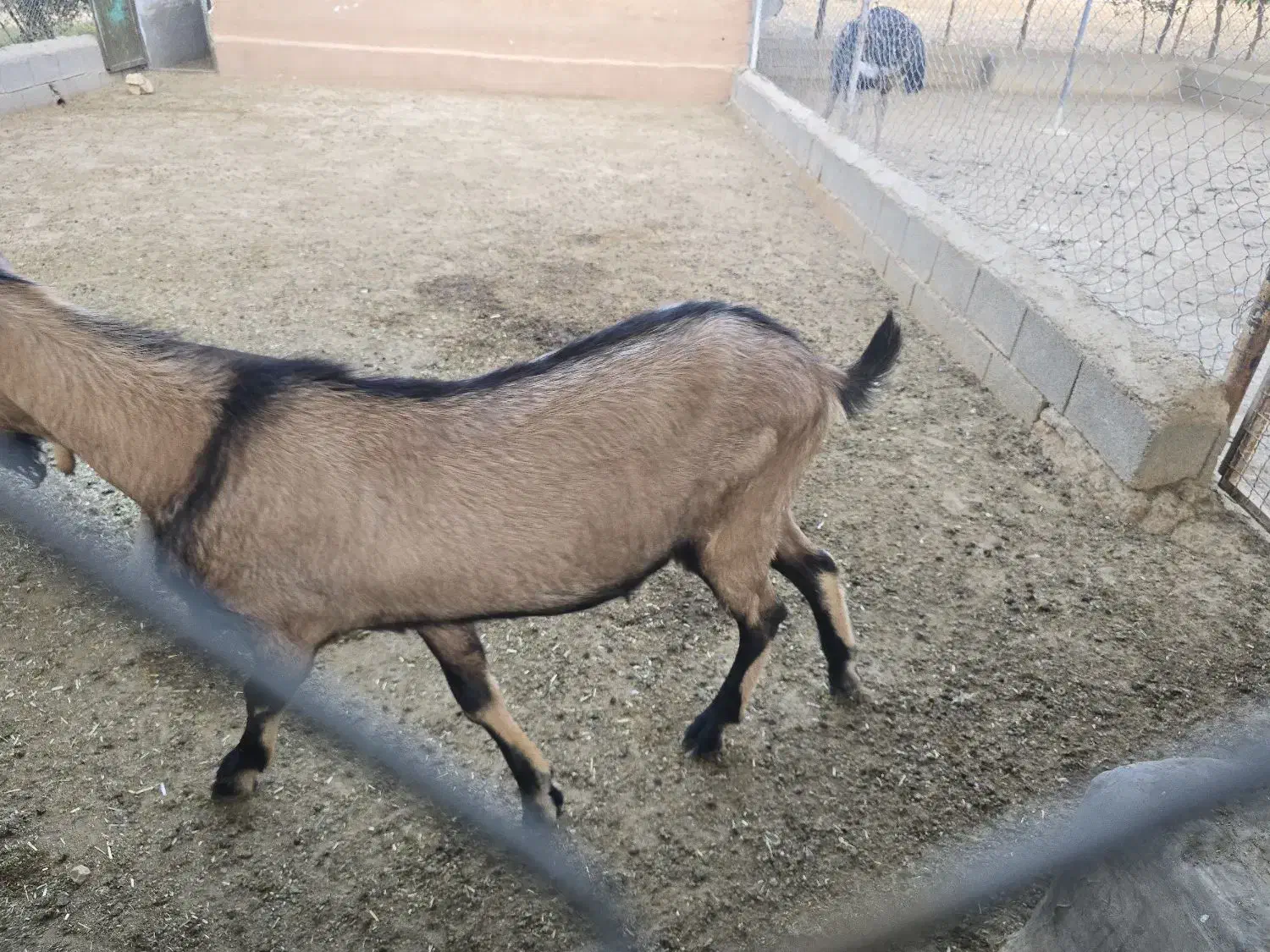 کولار ،نر بز آلپاین|حیوانات مزرعه|زرقان, |دیوار