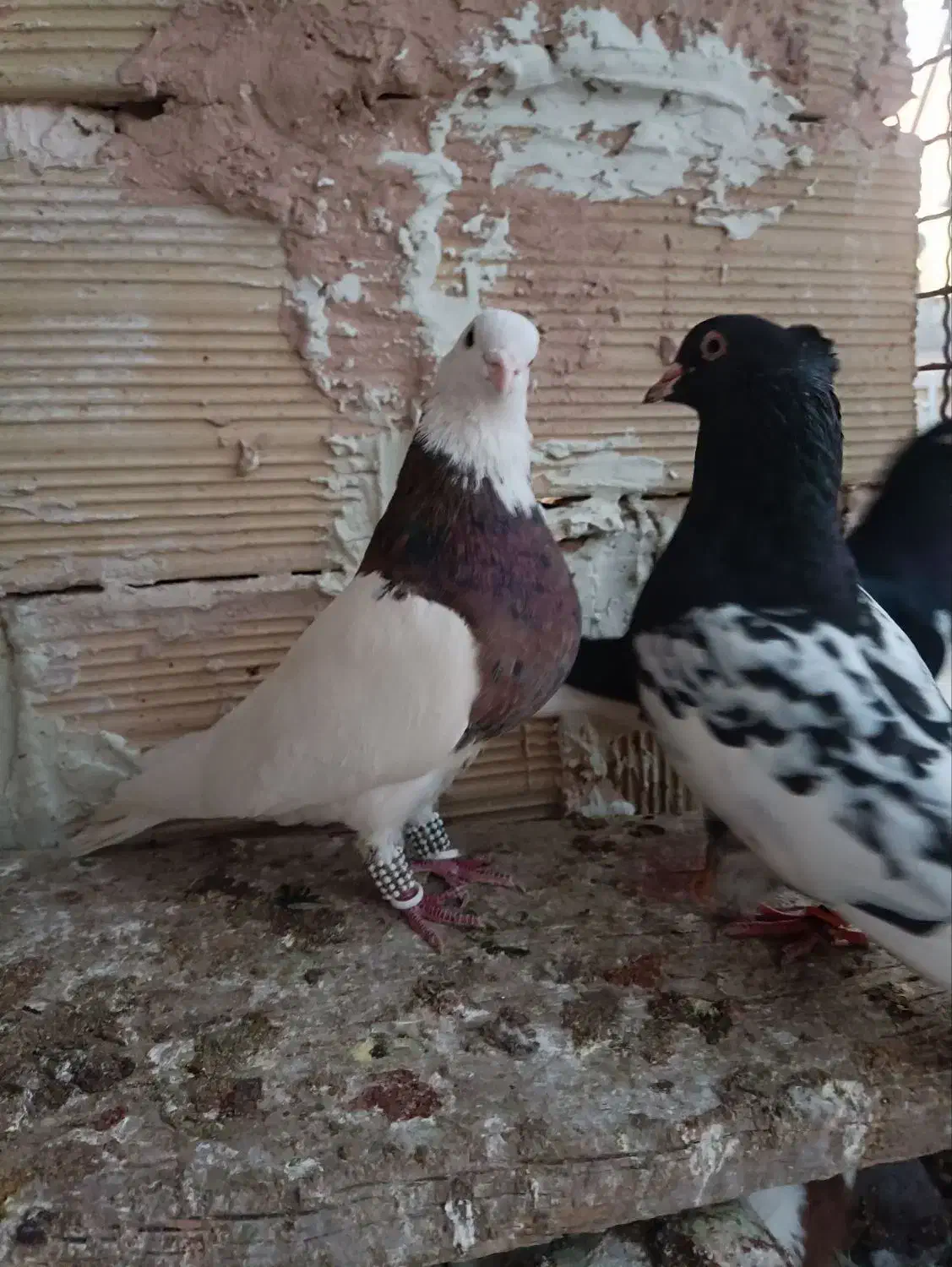 کبوتر رنگه ساده طوقی کله|پرنده|مشهد, عیدگاه|دیوار