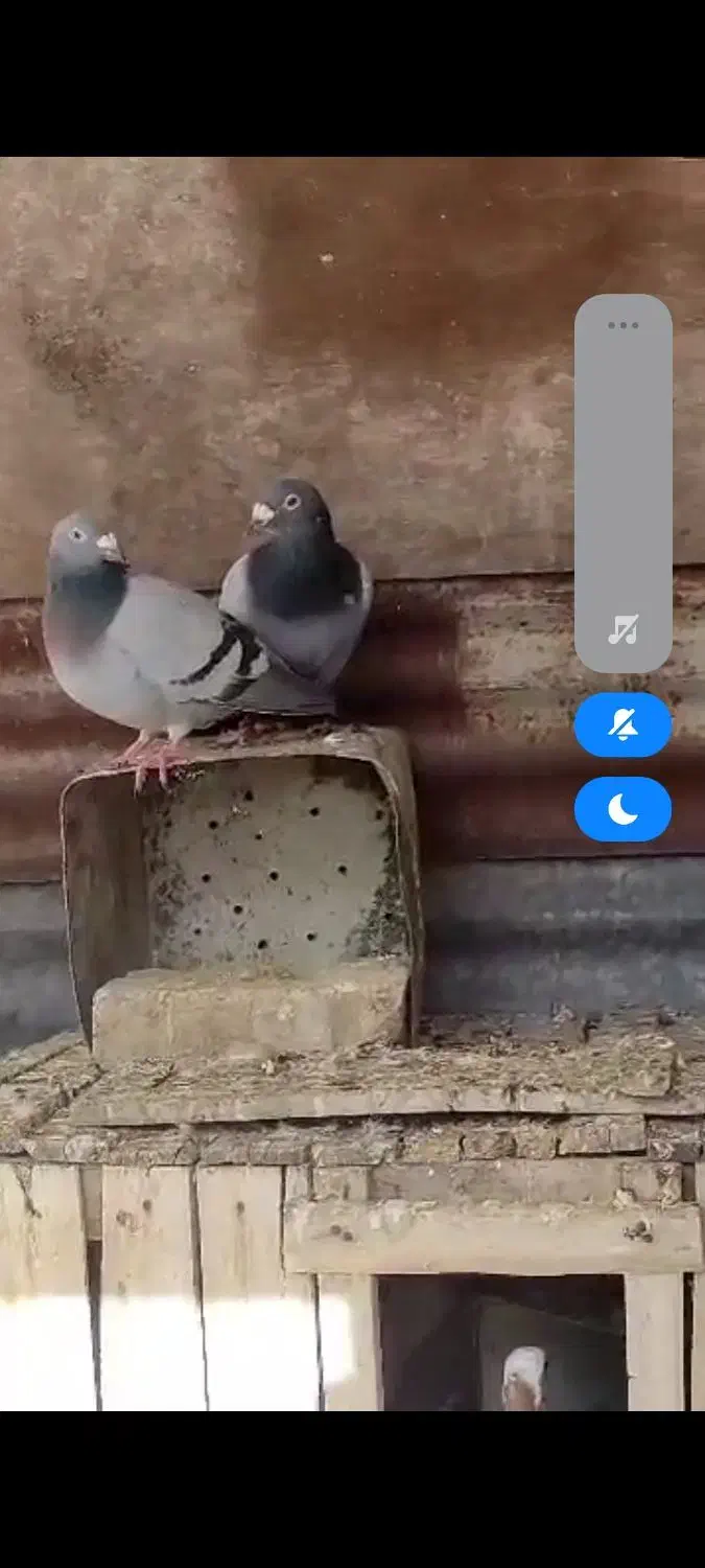 پلاکی درکوار|پرنده|شیراز, فرودگاه شهید دستغیب شیراز|دیوار