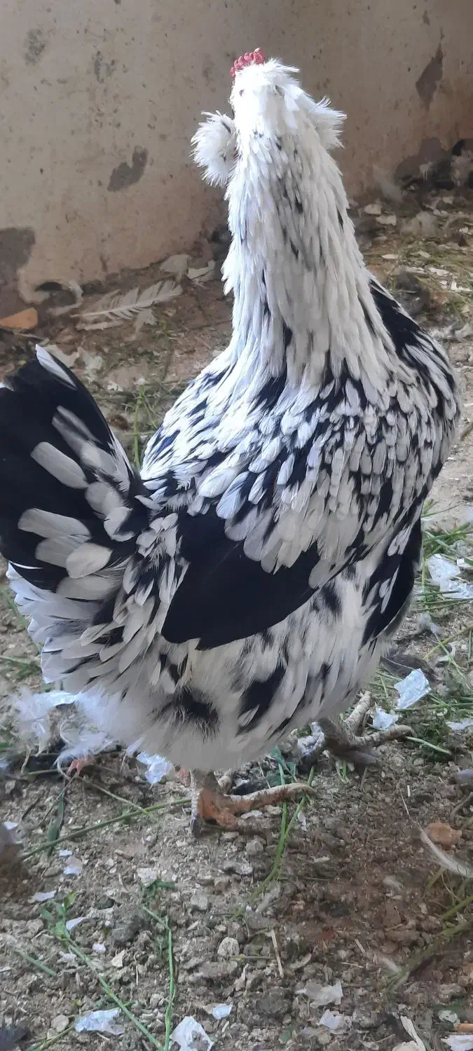 تخم مرغ نطفه دار گلین|حیوانات مزرعه|اصفهان, قهجاورستان|دیوار