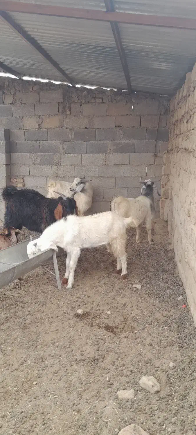 سلام ۴ بزغاله دارم برای فروش|حیوانات مزرعه|گنبد کاووس, |دیوار