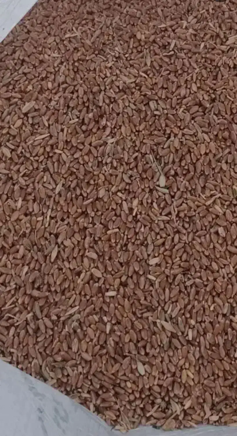 گندم|کلکسیون سکه، تمبر، اسکناس|اردبیل, |دیوار