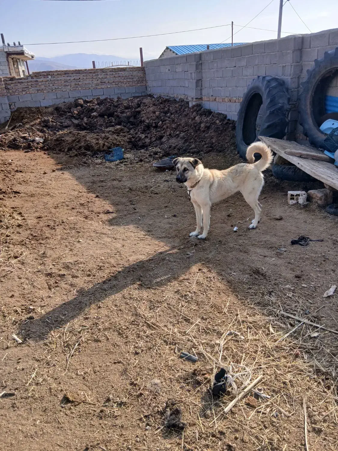 واگذاری ماده سگ|سگ|اهر, |دیوار