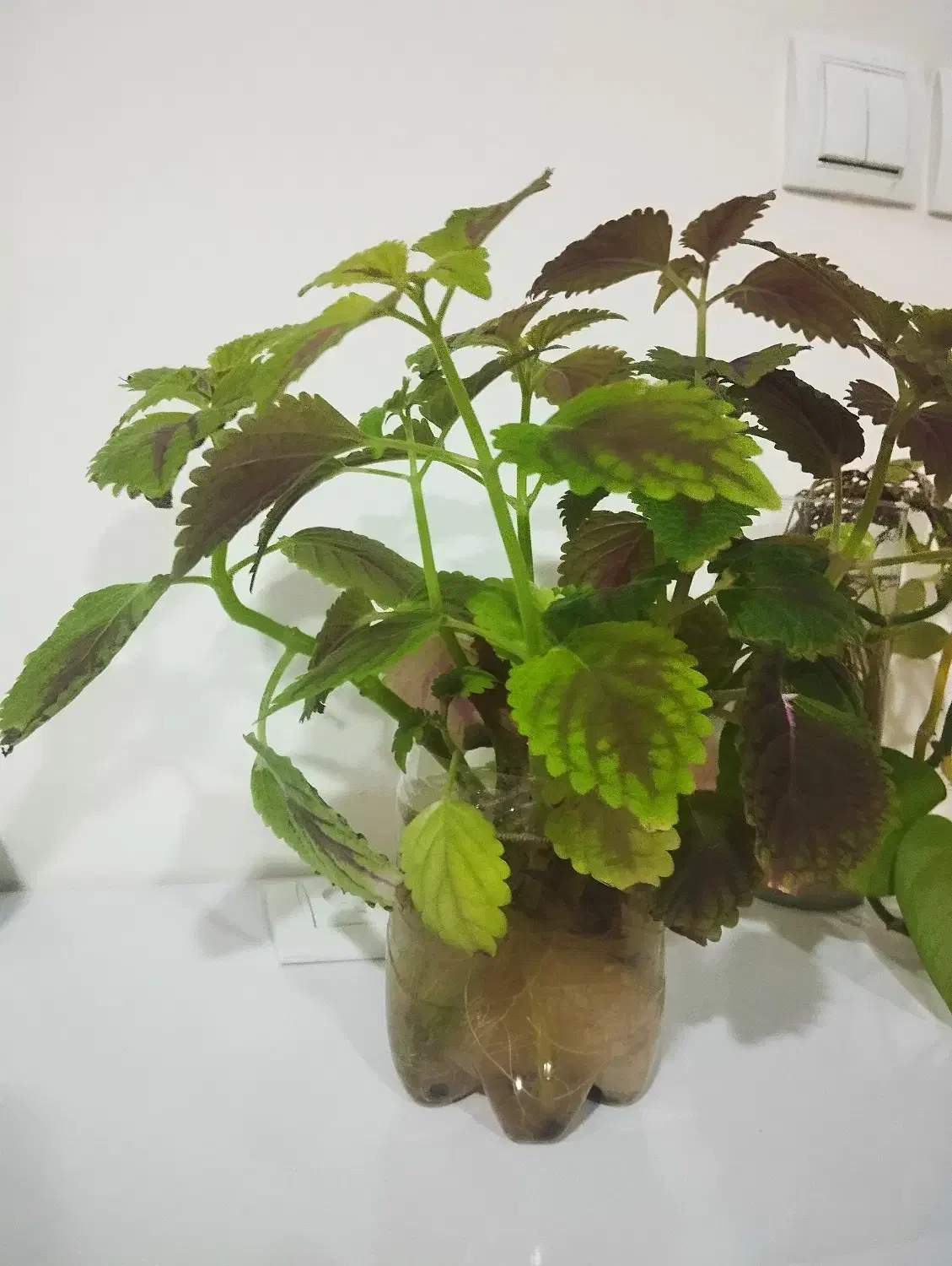 ریشه گل حسن یوسف|گل و گیاه طبیعی|کرمان, |دیوار