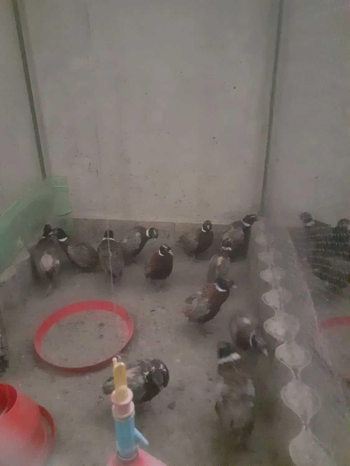 فروش خروس آمریکایی قرقا|حیوانات مزرعه|گلمکان, |دیوار