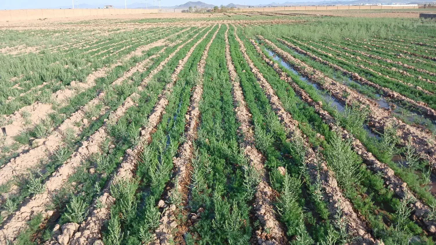 اموزش انواع کشت های پردرامدکشاورزی باسودهی بالا|خدمات آموزشی|تهران, میدان میوه و ترهبار مرکزی|دیوار