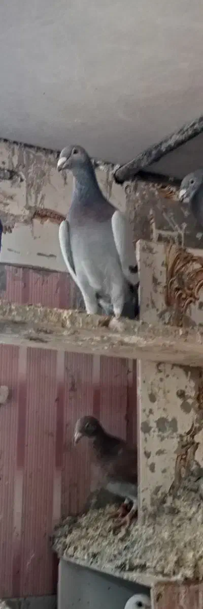 کبوتر سبز|پرنده|درمیان, |دیوار