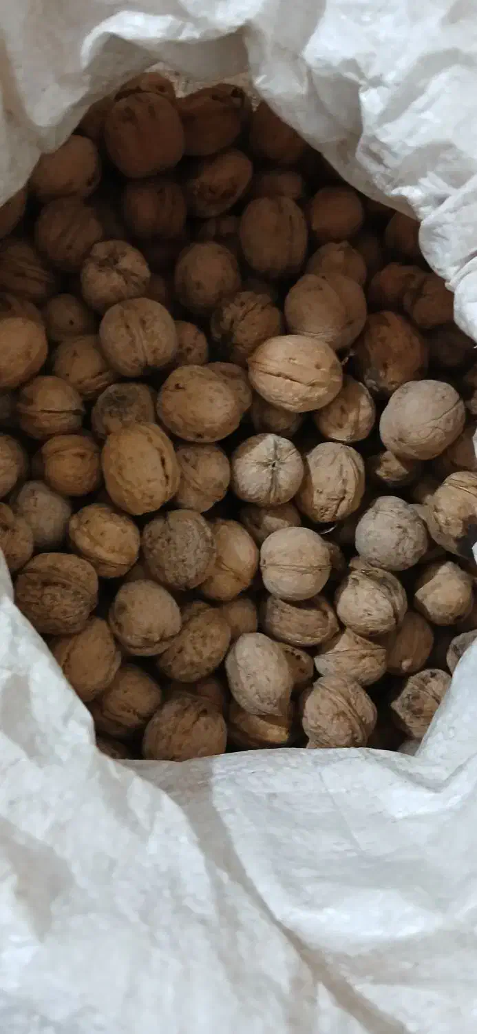 گردوی تازه امسال|خوردنی و آشامیدنی|اشنویه, |دیوار