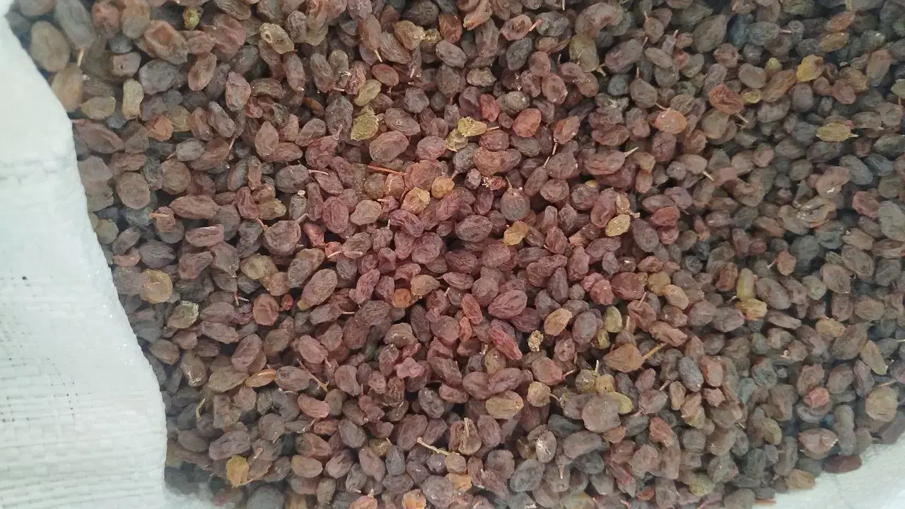 کشمش بومی|خوردنی و آشامیدنی|اصفهان, عمان سامانی|دیوار